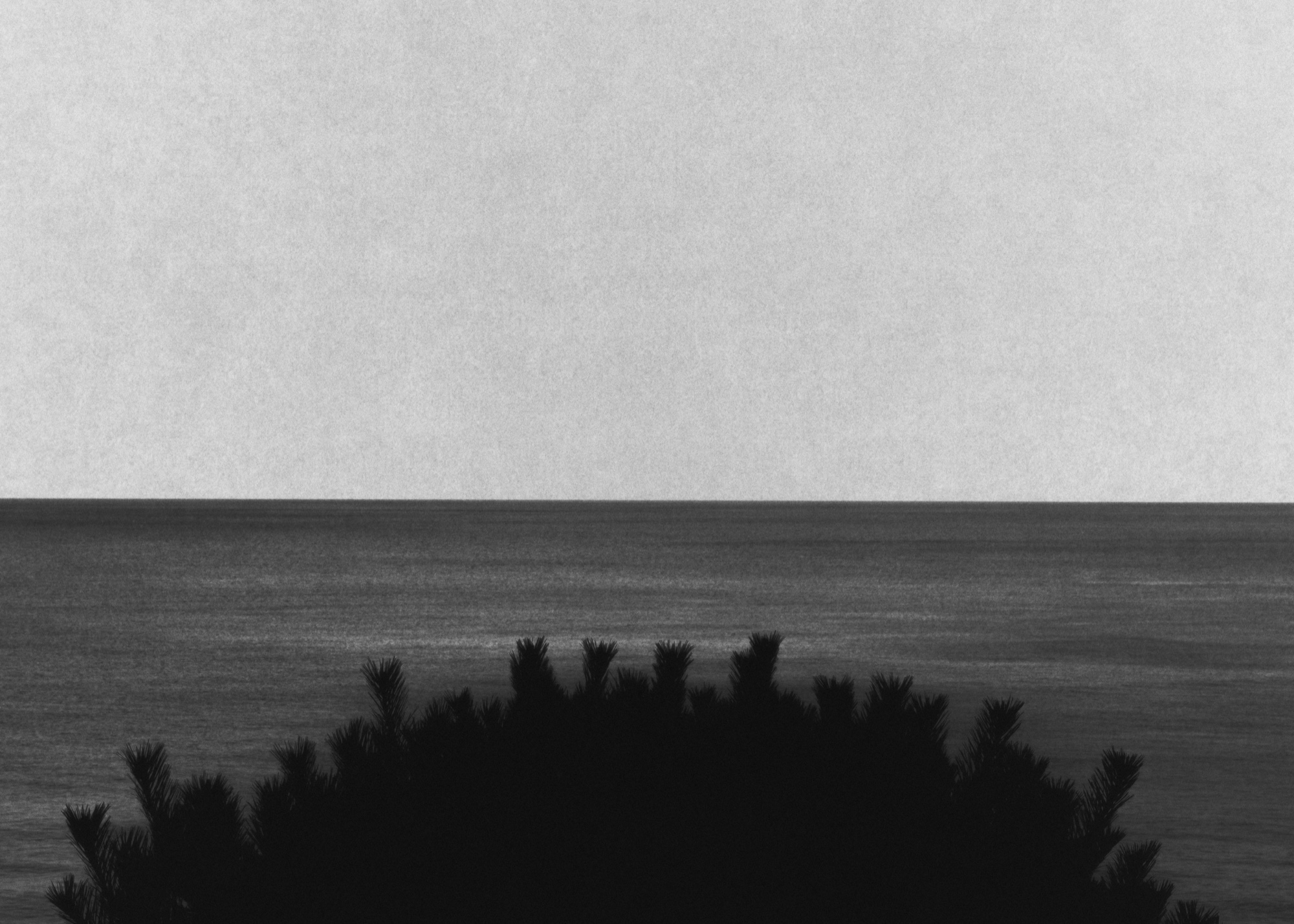 SILENCE #2, 2020 — 양양 낙산의 나무.